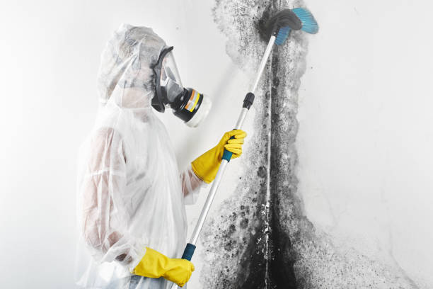 Best Asbestos and Lead Testing During Mold Inspection  in Kearney Park, MS
