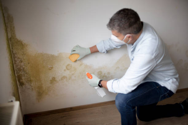 Best Comprehensive Air Testing for Mold Contaminants  in Kearney Park, MS