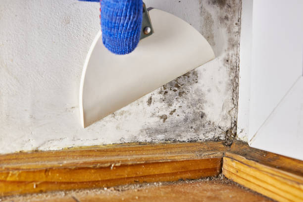Best Mold Prevention Services  in Kearney Park, MS